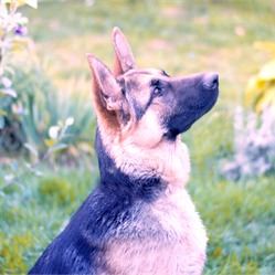 foto van hond in kader